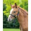 Shires Foal Slip In Black