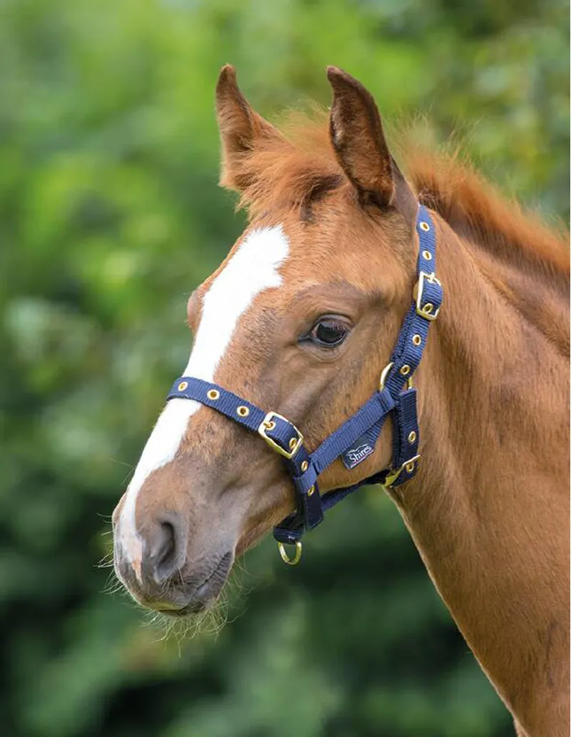 Shires Foal Headcollar In Blue