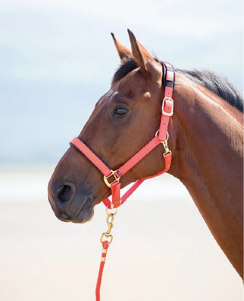 Shires Topaz Cob Nylon Headcollar In Orange