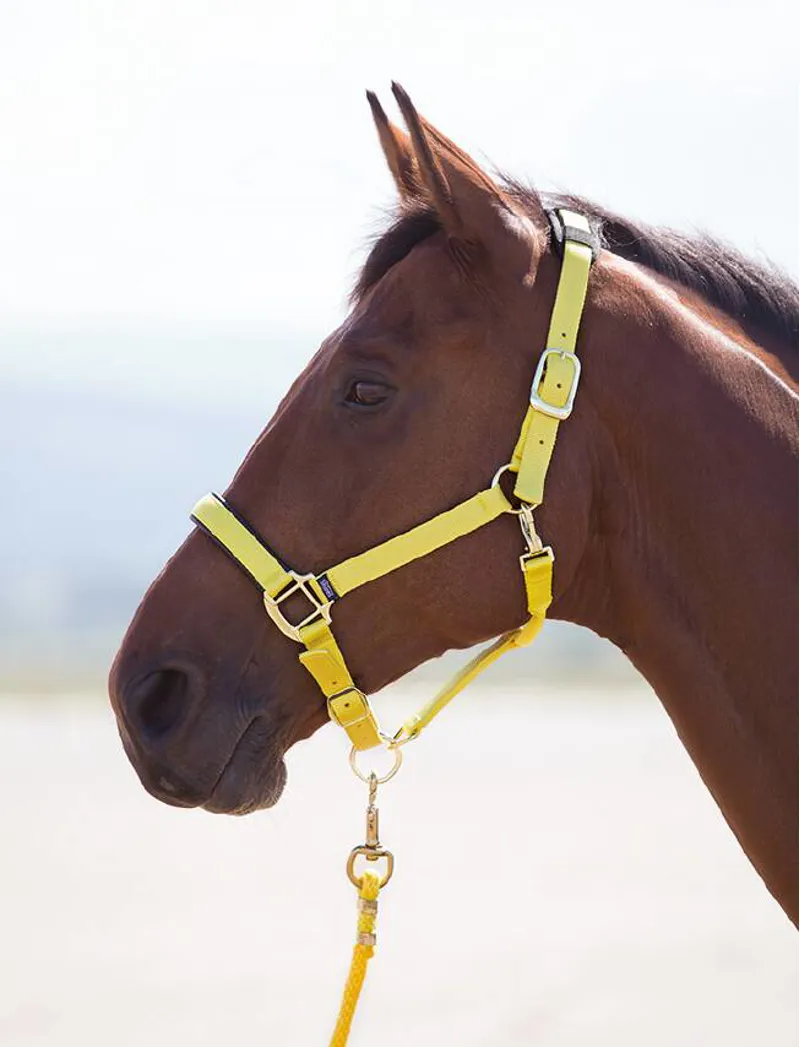 Shires Topaz Cob Nylon Headcollar In Yellow