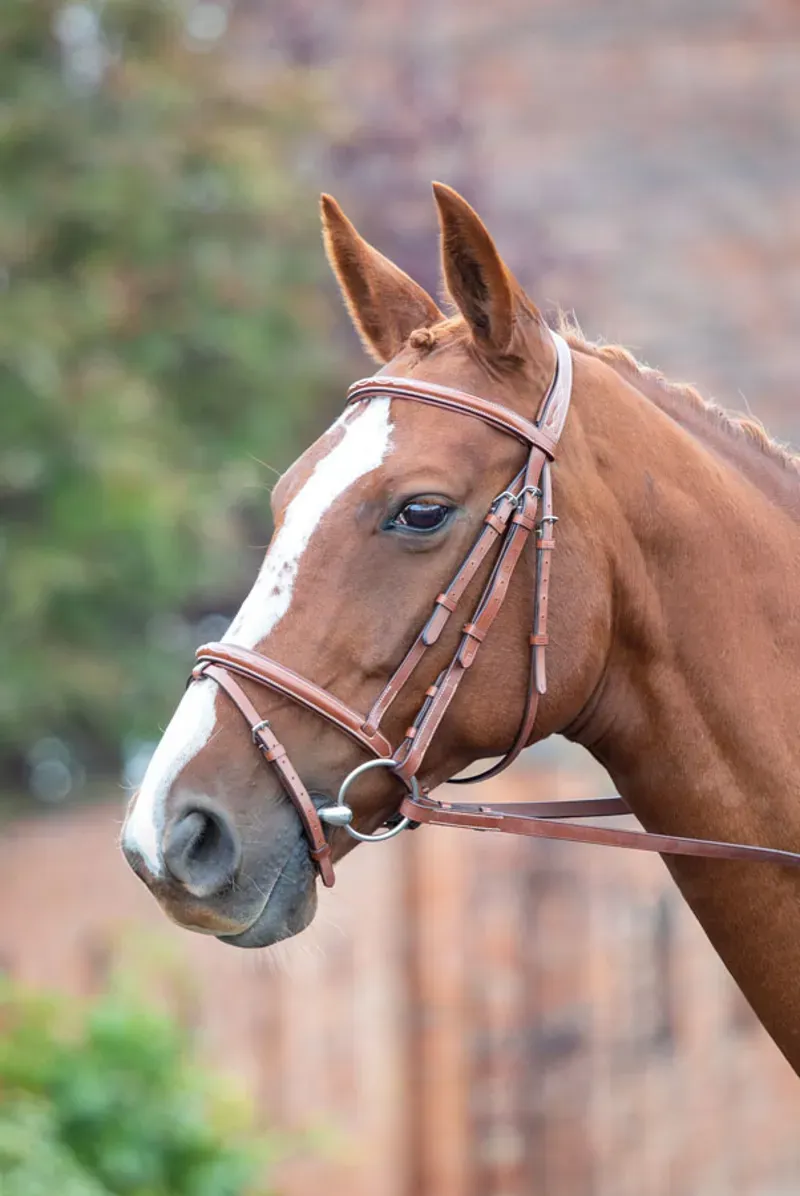 Avignon Padded Raised Flash Bridle OAK