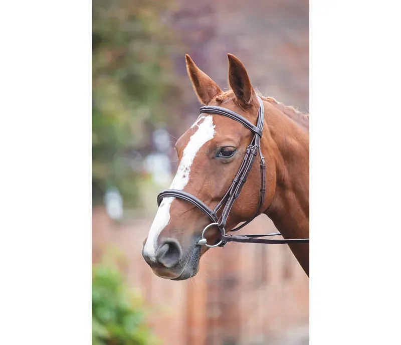 Avignon Raised Cavesson Bridle in Havana