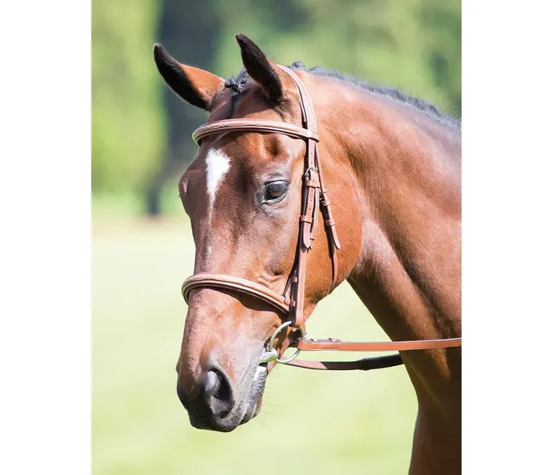 Avignon Raised Cavesson Bridle in Oak