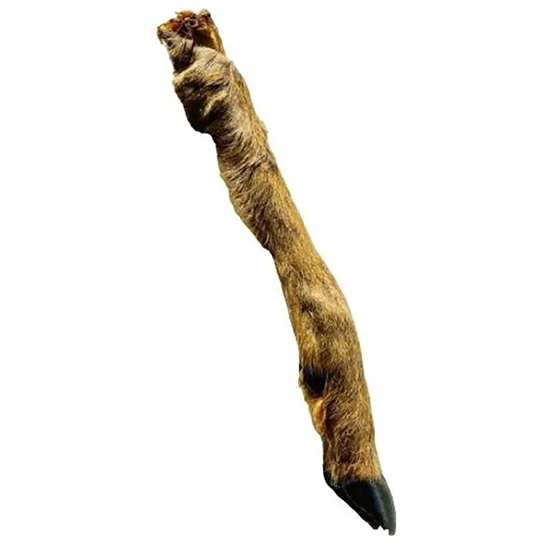 Roe Deer Leg